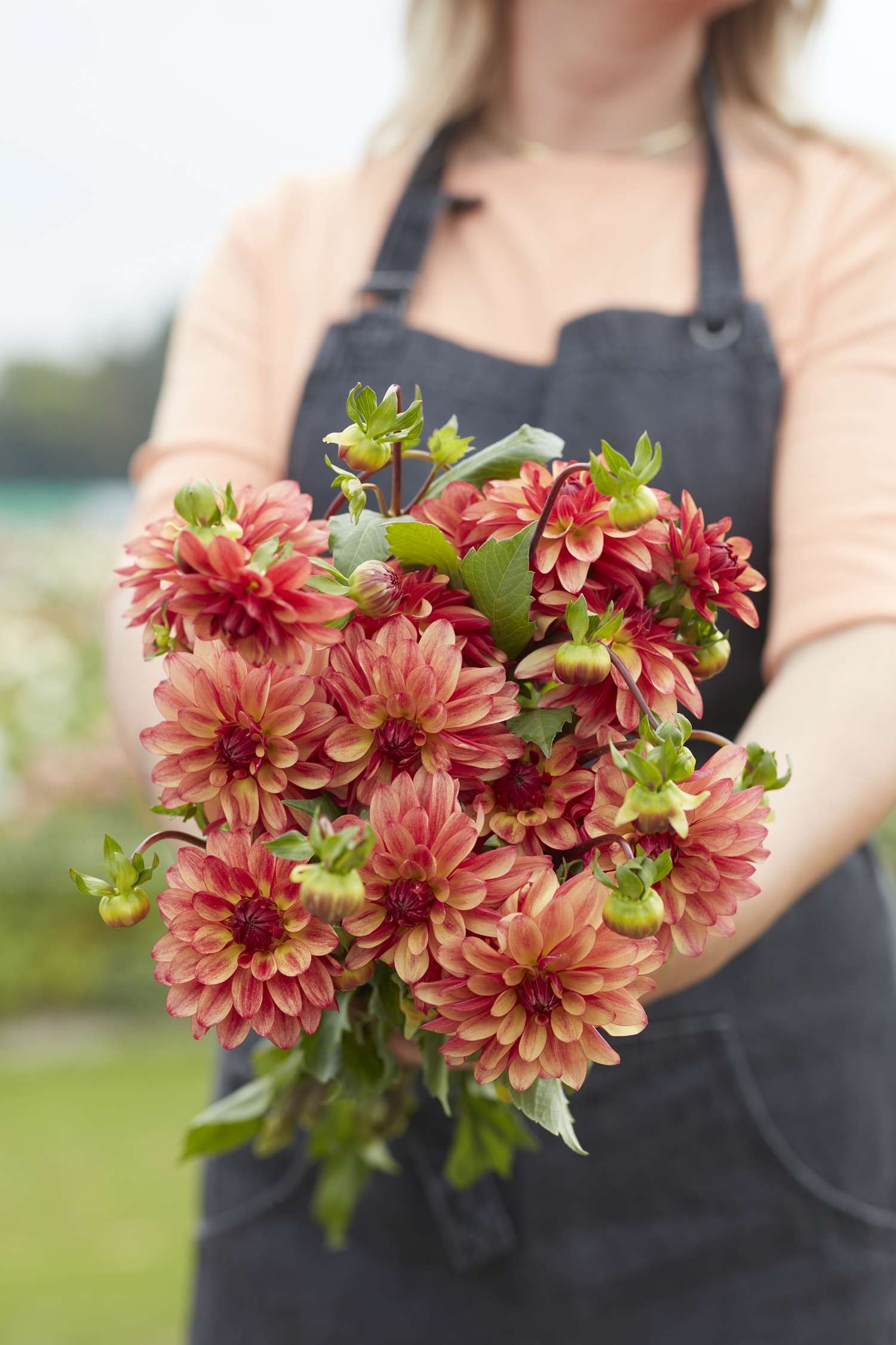 Dahlia 'Crazy Legs'